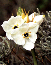 Ornithogalum arabicum