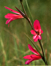 Gladiolus byzantinus