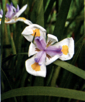 Dietes vegeta