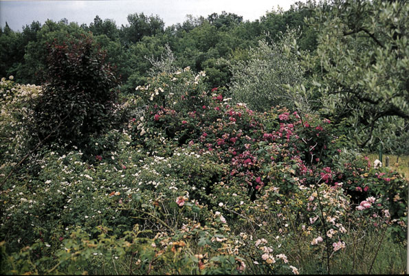 Un giardino "prossimonaturale" è l'occasione di un eccellente inserimento di rose antiche nel paesaggio. Nella foto un esempio colto nel roseto botanico Carla Fineschi a Cavriglia