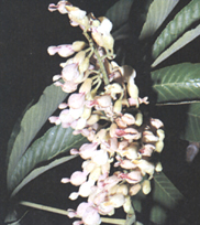 Aesculus flava