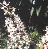 Aesculus turbinata