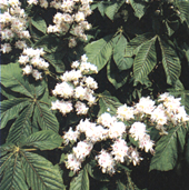 Aesculus hippocastanum