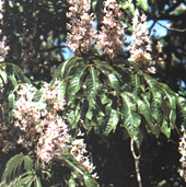 Aesculus indica