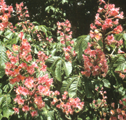 Aesculus carnea