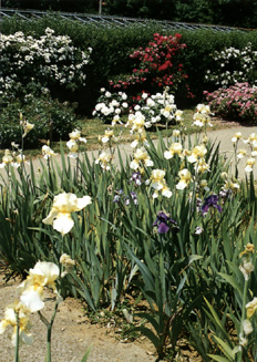 Iris nel roseto della Villa Reale di Monza