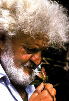 Libereso mangia un fiore di Justicia brandegeana (Beloperone)