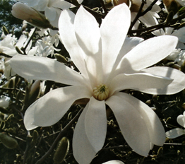 Magnolia stellata