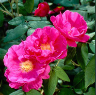 Rose de Provins (Rosa gallica 'Officinalis'