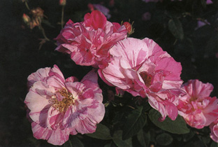 Rosa gallica 'Versicolor'