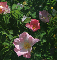 Rosa gallica