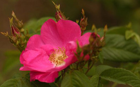 Rosa x francofurtana