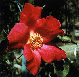 Rosa 'Nancy Hayward', ibrido di gigantea