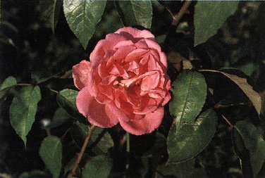 Rosa 'Sénateur Amic' ibrido di gigantea