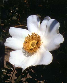 Rosa bracteata