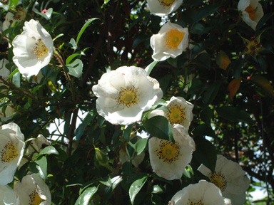 Rosa laevigata