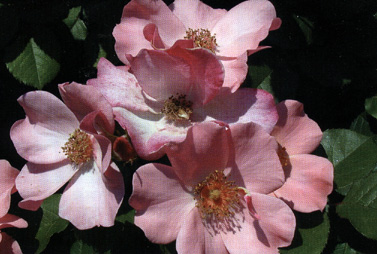 Rosa di Barni, Oro Sarmentose