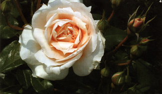 Rosa di Kordes - Oro Floribunde