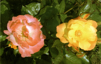 Rosa di Laperrière, Premio La Rosa Arancione più Bella