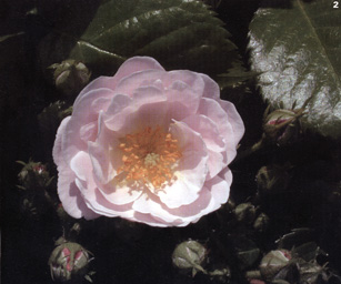 Rosa di Delbard, Oro arbustive