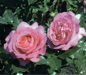Rosa 'Sauvachild'