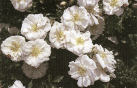 Rosa 'Diamant'