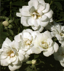 Rosa 'White Cover'