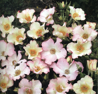 Rosa 'Liolà', floribunda di Barni