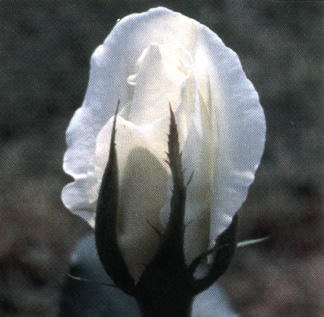 Rosa Teodelinda '96 (Foto di Walter Baldan)