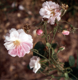 Rosa 'York & Lancaster'