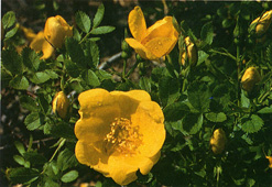 Rosa foetida persiana