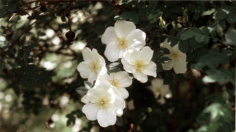 Rosa spinosissima altaica