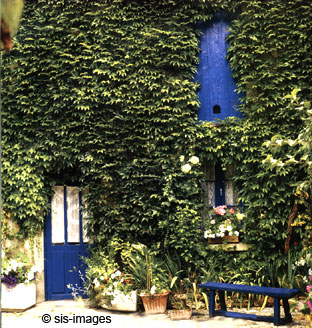 Ampelopsis tricuspidata
