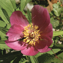 Peonia officinalis