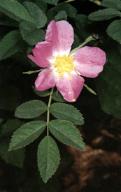 Rosa villosa