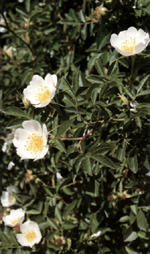 Rosa agrestis