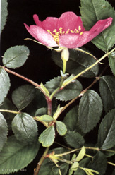 Rosa gallica schiusa