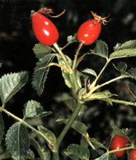 Cinorrodi di Rosa  micrantha