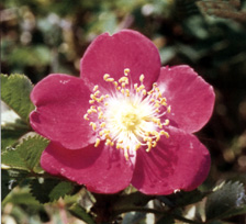 Rosa pendulina