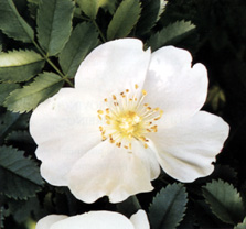 Rosa spinosissima