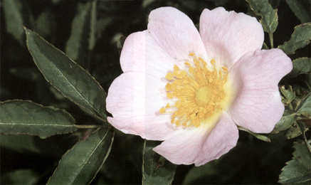 Rosa canina