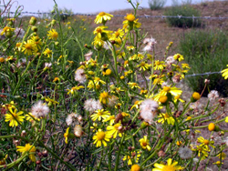 Senecio inaequidens