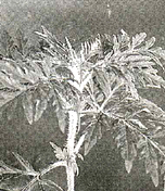 Ambrosia artemisifolia