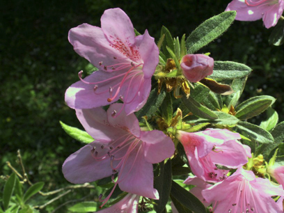 Rhododendron ripense 'Makino'