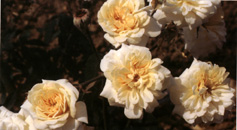 R. 'Alister Stella Gray' (Noisette)