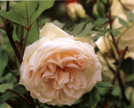  R. 'La Sylphide' (Tè)