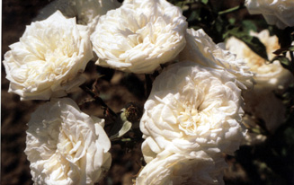 R.'Marie Accarie' (Noisette)