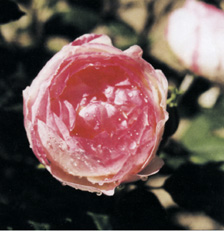 Rosa 'Mme Pierre Oger'