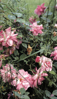 Rosa 'Old Blush' (cinese, 1873)