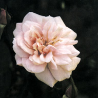 Rosa 'Perle d'Or'